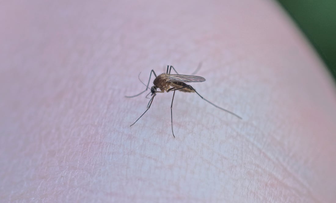 En 2024, los casos de dengue se triplicaron respecto de 2023 cuando sólo hubo 583 padecimientos. Atlapexco fue el municipio con mayor incidencia | Foto: Getty Images
