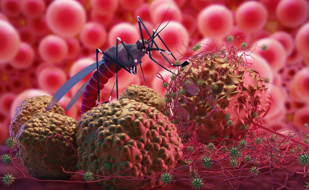 Incrementan casos de enfermedades transmitidas por mosquitos en Hidalgo | Imagen ilustrativa