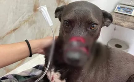 Vecina agrede con machete a Maya, una perrita en Pachuca