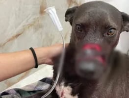 Vecina agrede con machete a Maya, una perrita en Pachuca
