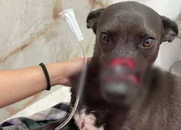 Vecina agrede con machete a Maya, una perrita en Pachuca