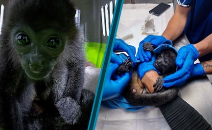 Rescatan en Pachuca a cría de mono aullador; será enviada a un centro especializado