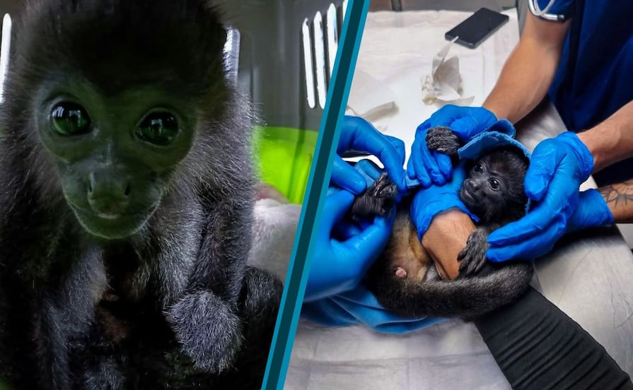 Rescatan en Pachuca a cría de mono aullador; será enviada a un centro especializado