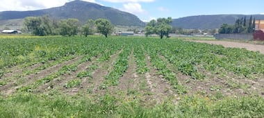 Lluvias favorecen desarrollo del campo en Tulancingo