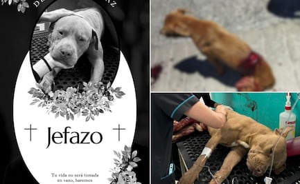 Activista denuncia agresión mortal a perrito en Mineral de la Reforma