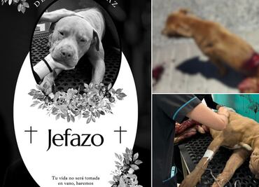 Activista denuncia agresión mortal a perrito en Mineral de la Reforma