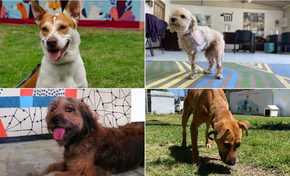 Centro de adopción | Fotos: Especiales