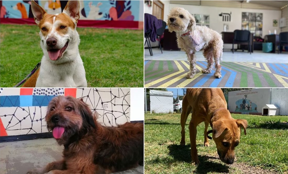 Centro de adopción | Fotos: Especiales