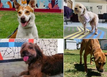 Adoptan a 50 perros durante el 2023 del albergue del Metro