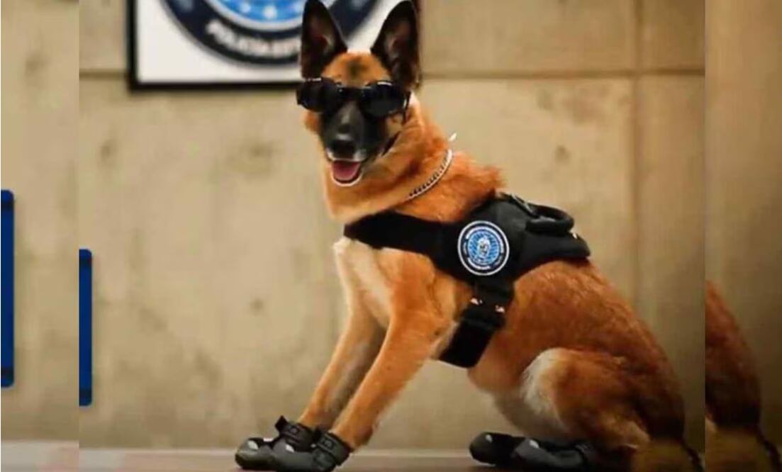 La perrita Nochebuena de la Secretaría de Seguridad Pública del Estado de Aguascalientes murió por insolación al permanecer por más de 6 horas dentro de un vehículo oficial | Foto: Especial