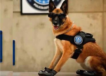 Muere por insolación agente canino "Nochebuena" en Aguascalientes