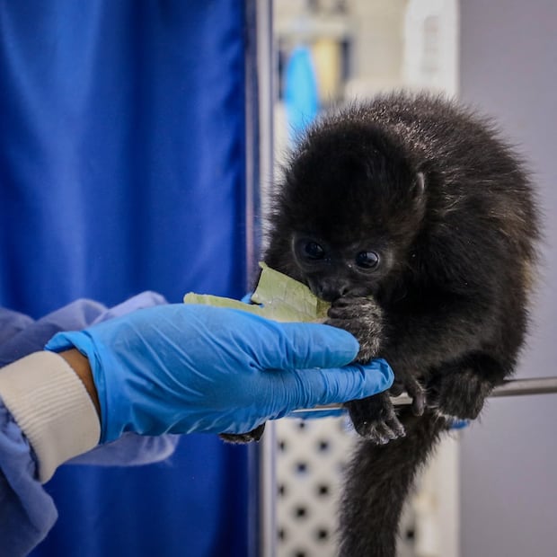 Rescatan a cría de mono aullador en peligro de extinción I Foto: Unidad de Rescate, Rehabilitación y Reubicación de Fauna Silvestre de Pachuca