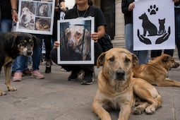 Activistas denuncian 22 carpetas estancadas por maltrato animal en Hidalgo