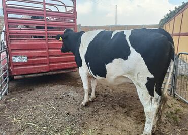 Varada obra de Centro de Acopio Lechero en Tulancingo