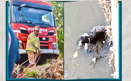Bomberos de Tula rescatan a perro que cayó al río Tula