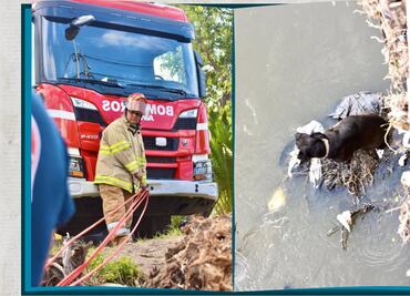 Bomberos de Tula rescatan a perro que cayó al río Tula