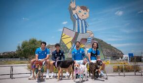 Pachuca tendrá feria de adopción; ocho perros buscan una familia