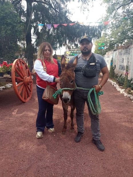Rescatan a burrita que sufría maltrato en Tizayuca I Foto: Especial