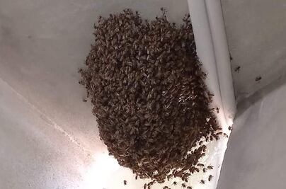 Inicia temporada de enjambres de abejas, bomberos capturó tres en un solo día