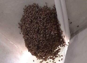 Inicia temporada de enjambres de abejas, bomberos capturó tres en un solo día