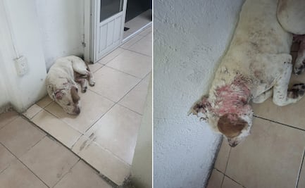Rescatan a perro con quemaduras tras reporte ciudadano en El Chacón