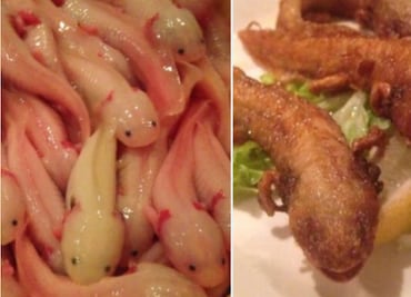 Indigna platillo de ajolotes fritos de restaurante japonés