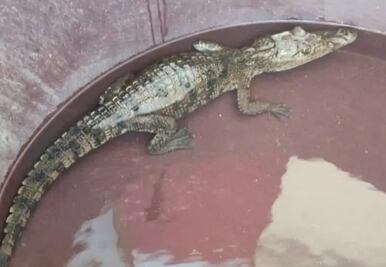Aparece cocodrilo en Mixquiahuala