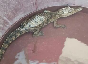 Aparece cocodrilo en Mixquiahuala