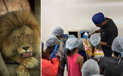 Pachuca invita a niños a participar en una jornada de cuidado y rehabilitación de fauna silvestre