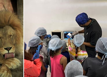 Pachuca invita a niños a participar en una jornada de cuidado y rehabilitación de fauna silvestre