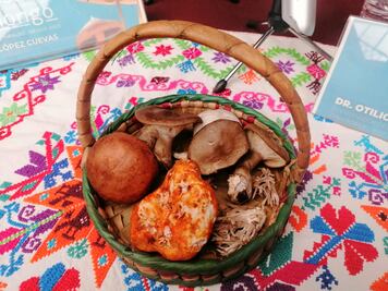 Cosecha de hongos este año es difícil en Acaxochitlán