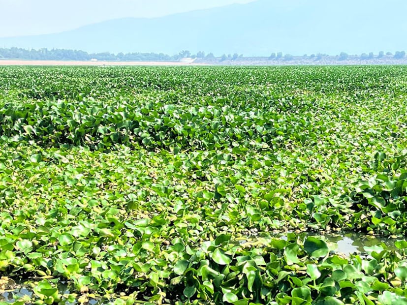 Científica de la UAEH transforma lirio acuático en alternativa biodegradable al plástico | Foto: UAEH