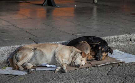 Alarmante aumento de perros envenenados en Tasquillo