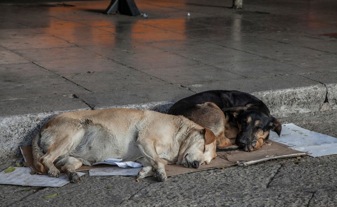 Alertan por presunto envenenamiento de perros en Tasquillo; solicitan apoyo de autoridades| Imagen ilustrativa
