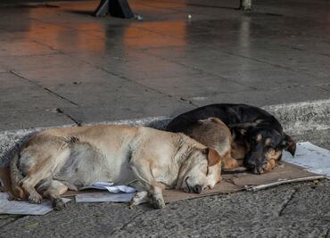 Alarmante aumento de perros envenenados en Tasquillo