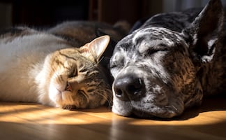 Hidalgo acelera acciones contra la rabia y refuerza esterilización de mascotas ante rezagos municipales