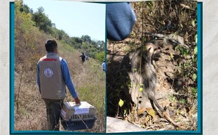 Continúa la liberación de fauna silvestre en Hidalgo