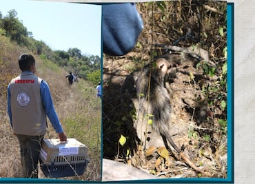 Continúa la liberación de fauna silvestre en Hidalgo
