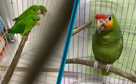 Denuncia ciudadana destapa cautiverio ilegal de aves protegidas en Villa de Tezontepec