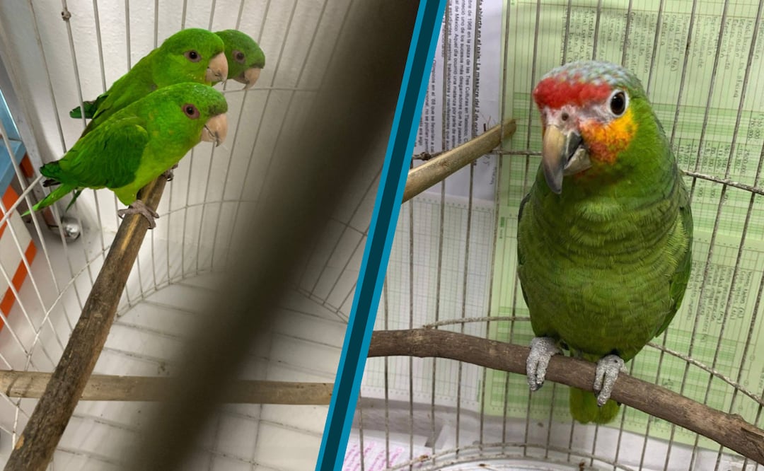 El tráfico de fauna vuelve a salir a la luz tras un operativo derivado de un reporte vecinal | Facebook: Unidad de Rehabilitación de Fauna Silvestre Pachuca