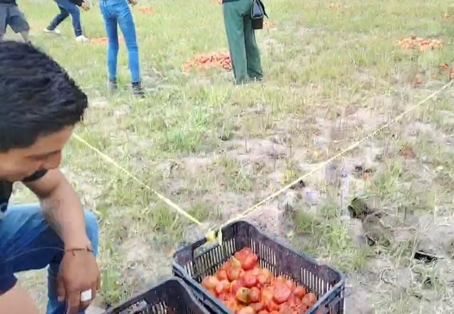 La Jitomatiza 2025 tiñe de rojo a Metepec | Foto: especial