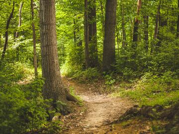 Ocho municipios de Hidalgo se unen contra la plaga del gusano barrenador