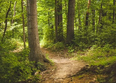Ocho municipios de Hidalgo se unen contra la plaga del gusano barrenador