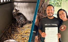 Trasladan a Pachuca a tigrillo de cuatro meses para su rehabilitación; será liberado en la Huasteca