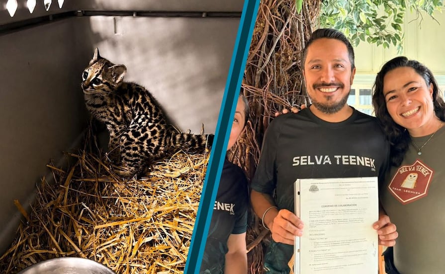 Trasladan a Pachuca a tigrillo de cuatro meses para su rehabilitación; será liberado en la Huasteca