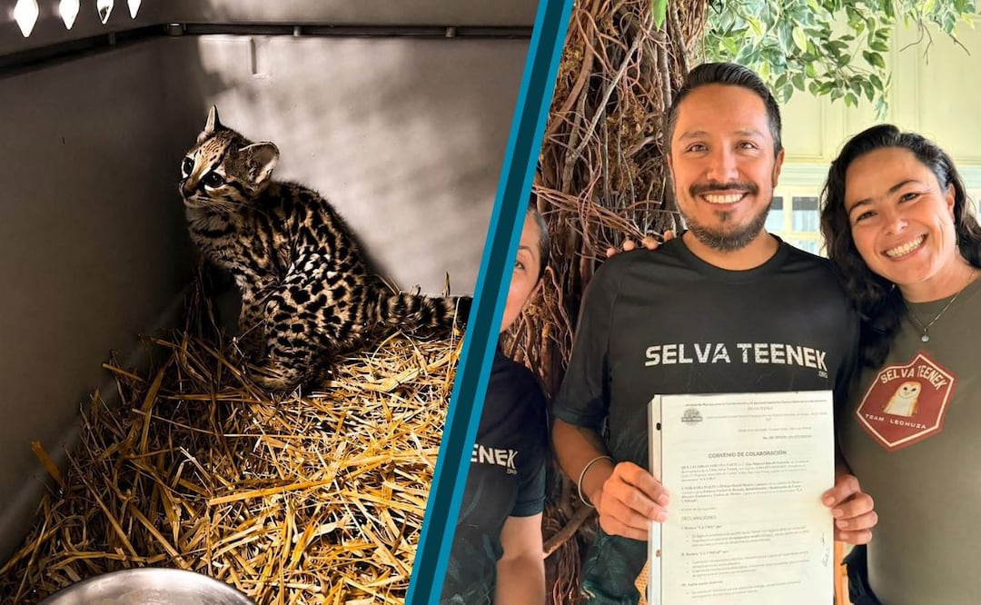 Un pequeño tigrillo llegó a Pachuca para una segunda oportunidad | Fotos: Unidad de Rehabilitación de Fauna.