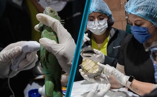 Pachuca fortalece la atención a la fauna silvestre con capacitación especializada