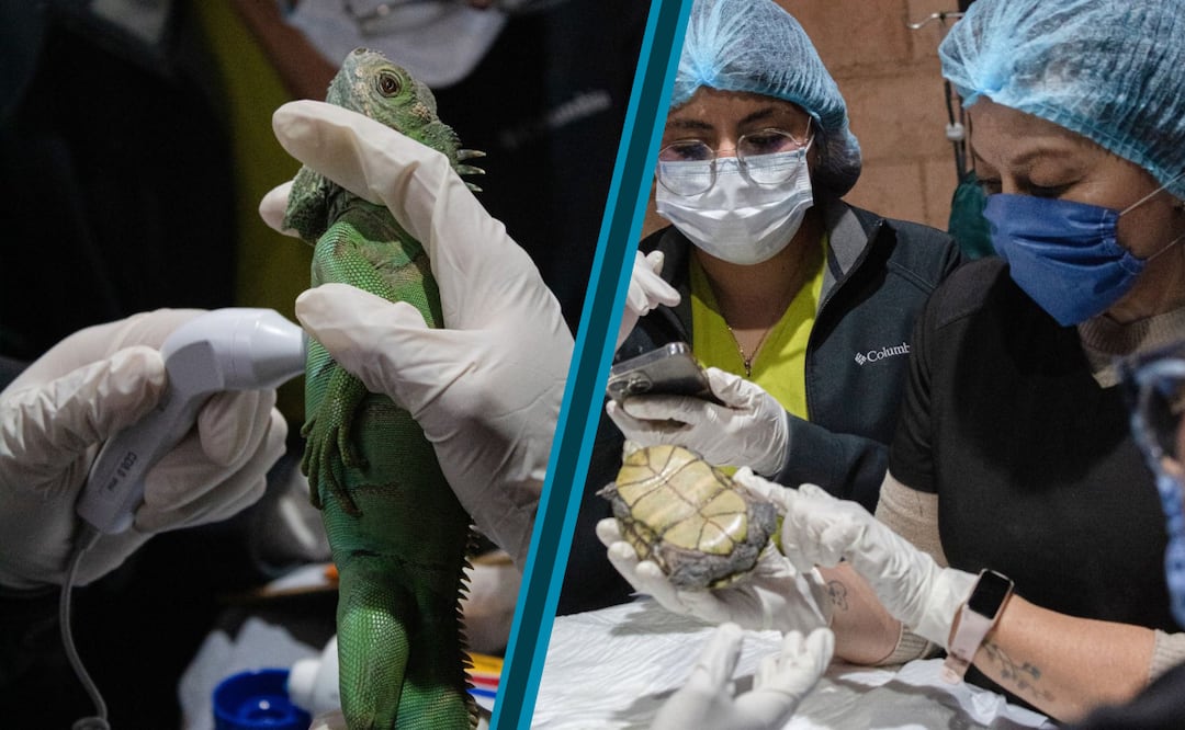 Conocimiento, bienestar animal y conservación en acción | Foto: Unidad de Rehabilitación de Fauna
