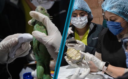 Pachuca fortalece la atención a la fauna silvestre con capacitación especializada