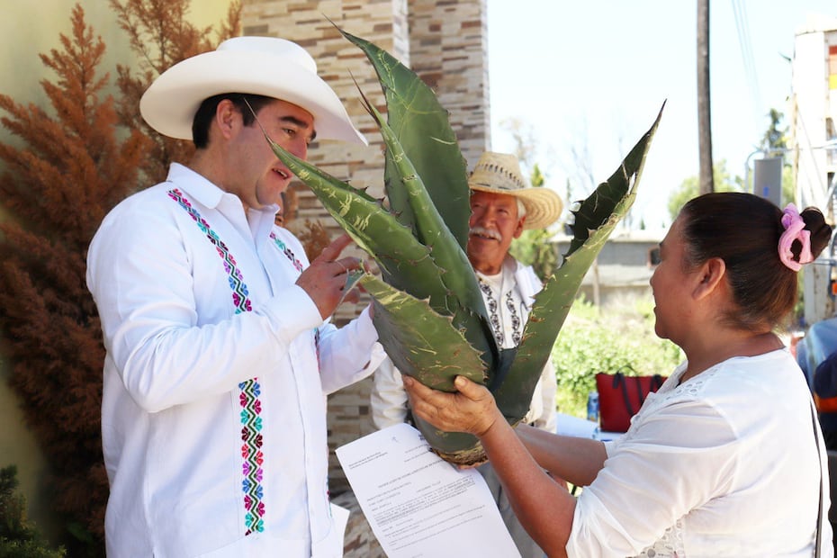 Entregan hijuelos de maguey para impulsar el desarrollo agrícola en Zempoala | Foto: Saderh